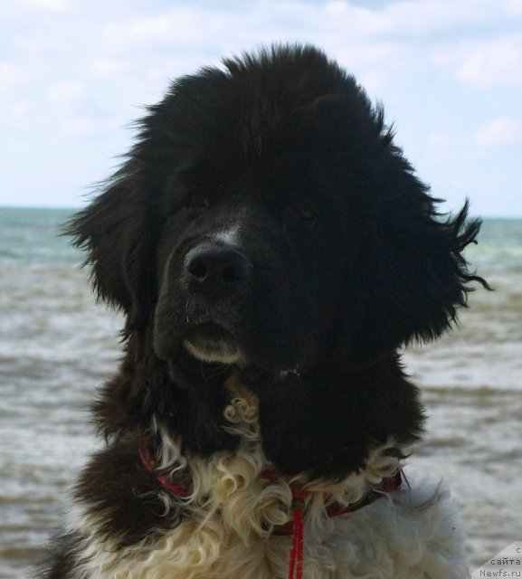 Фото: ньюфаундленд Piternyuf I Did It Again (Питерньюф И Дид Ит Агаин)