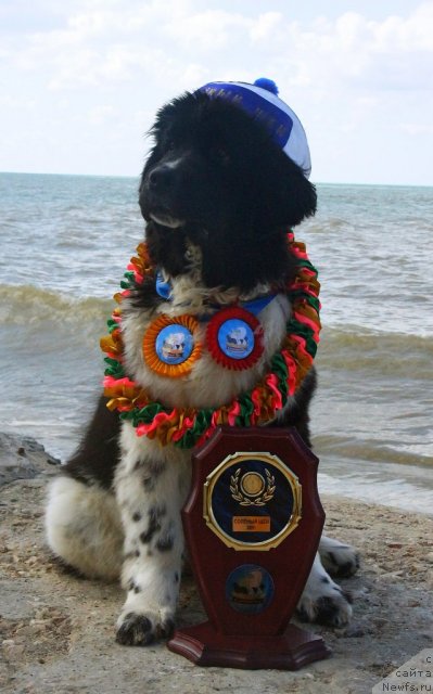 Фото: ньюфаундленд Piternyuf I Did It Again (Питерньюф И Дид Ит Агаин)