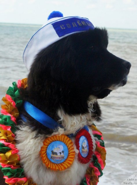 Фото: ньюфаундленд Piternyuf I Did It Again (Питерньюф И Дид Ит Агаин)