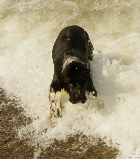 Фото: ньюфаундленд Piternyuf I Did It Again (Питерньюф И Дид Ит Агаин)