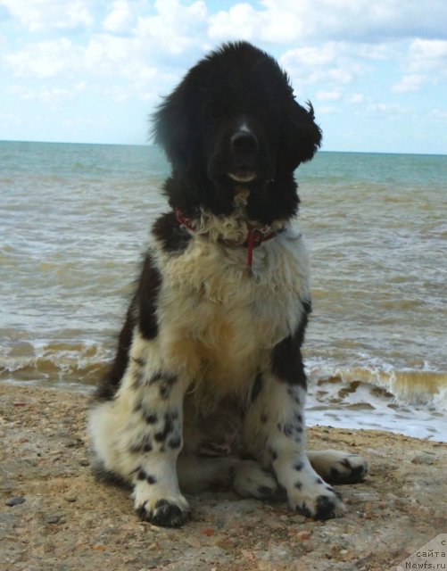 Фото: ньюфаундленд Piternyuf I Did It Again (Питерньюф И Дид Ит Агаин)