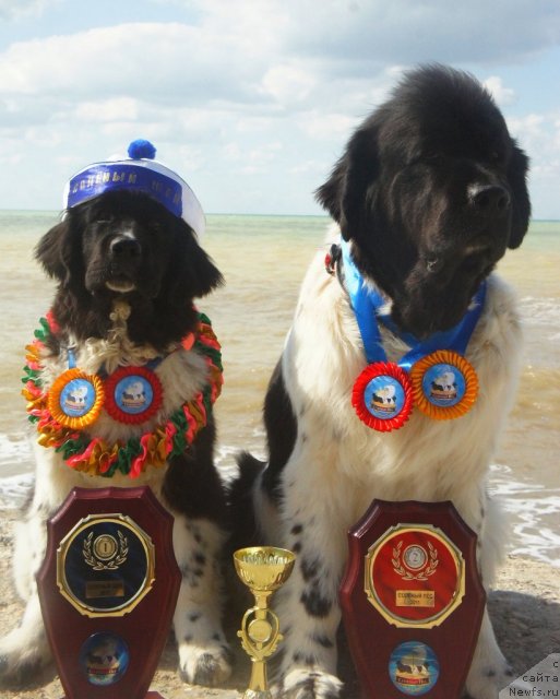 Фото: ньюфаундленд Don't Worry Be Happy de L'Etoile de Cyrice, ньюфаундленд Piternyuf I Did It Again (Питерньюф И Дид Ит Агаин)