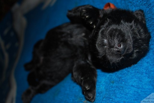 Фото: Natal'ya Smirnova (Наталья Смирнова)