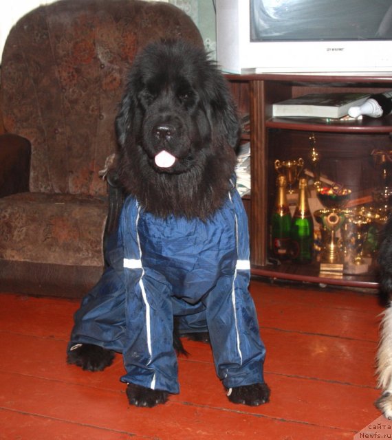 Фото: ньюфаундленд N'yufort Bay'yu Tiana (Ньюфорт Бай'ю Тиана)