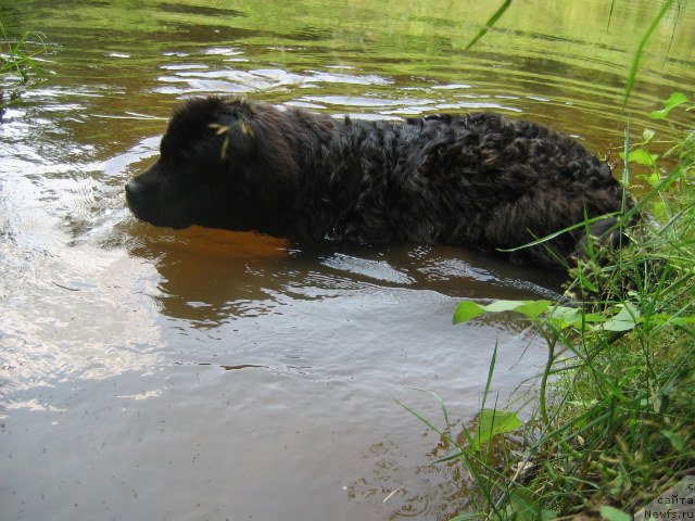 Фото: ньюфаундленд Bavariya (Бавария)