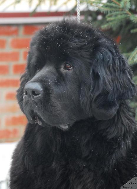 Фото: ньюфаундленд Sent Djons Zhozefina (Сент Джонс Жозефина)