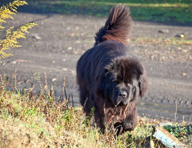 Фотография № 79934