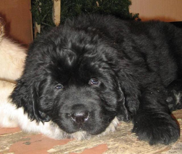 Фото: ньюфаундленд Zhasmine Severny Caprice iz Medvejyego Yara (Жасмин Северный Каприз из Медвежьего Яра)