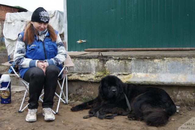 Фото: ньюфаундленд Sent Djons Ulrika (Сент Джонс Ульрика), Natal'ya Borisova (Наталья Борисова)