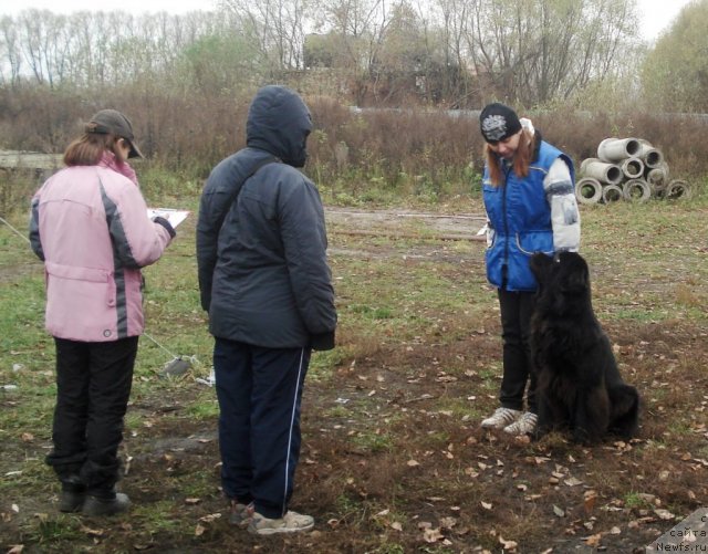 Фото: ньюфаундленд Sent Djons Ulrika (Сент Джонс Ульрика), Natal'ya Borisova (Наталья Борисова)