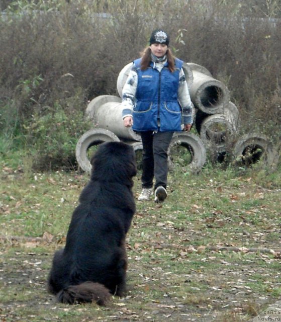 Фото: ньюфаундленд Sent Djons Ulrika (Сент Джонс Ульрика), Natal'ya Borisova (Наталья Борисова)