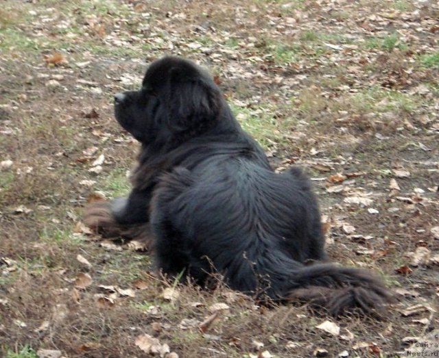 Фото: ньюфаундленд Sent Djons Ulrika (Сент Джонс Ульрика)