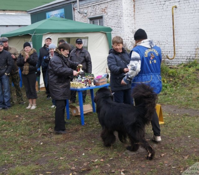 Фото: ньюфаундленд Sent Djons Ulrika (Сент Джонс Ульрика)