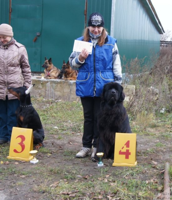 Фото: ньюфаундленд Sent Djons Ulrika (Сент Джонс Ульрика), Natal'ya Borisova (Наталья Борисова)