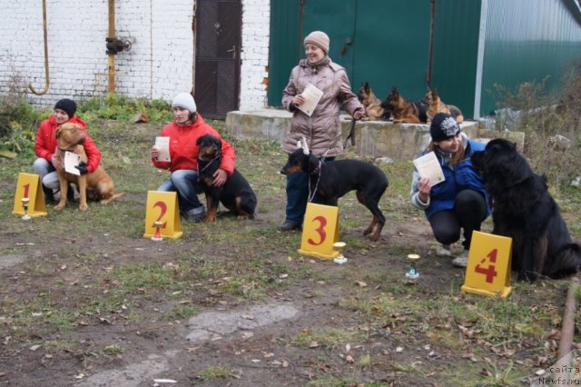 Фото: ньюфаундленд Sent Djons Ulrika (Сент Джонс Ульрика)