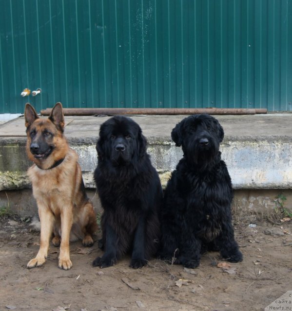 Фото: ньюфаундленд Sent Djons Ulrika (Сент Джонс Ульрика)