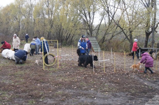 Фото: ньюфаундленд Sent Djons Ulrika (Сент Джонс Ульрика)