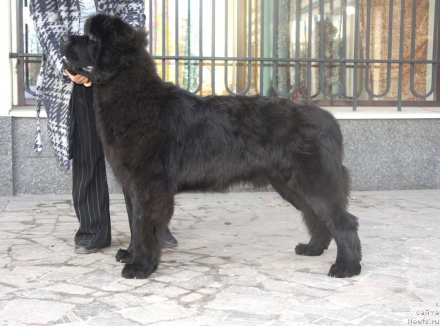 Фото: ньюфаундленд Smigar Gordon Fellow (Смигар Гордон-Феллоу)