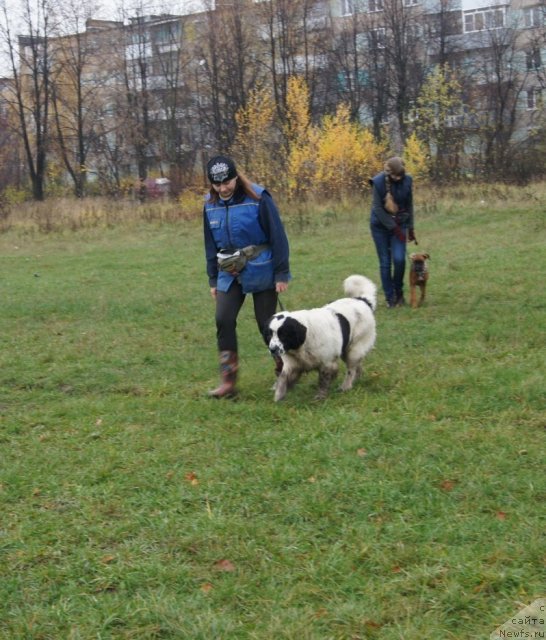 Фото: ньюфаундленд Sent Djons Carevna Lebed (Сент Джонс Царевна Лебедь), Natal'ya Borisova (Наталья Борисова)