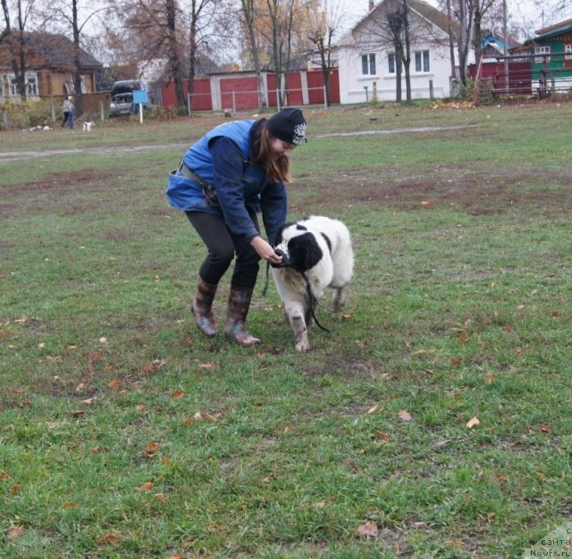 Фото: ньюфаундленд Sent Djons Carevna Lebed (Сент Джонс Царевна Лебедь), Natal'ya Borisova (Наталья Борисова)