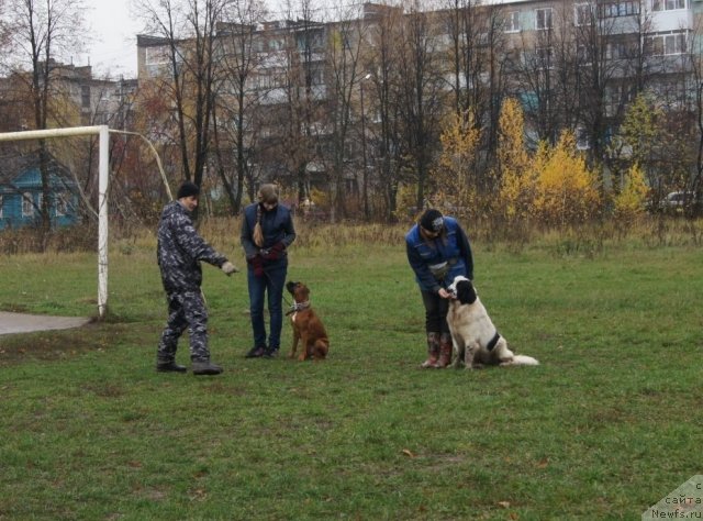 Фото: ньюфаундленд Sent Djons Carevna Lebed (Сент Джонс Царевна Лебедь)