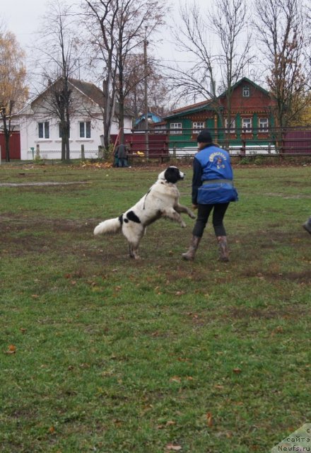 Фото: ньюфаундленд Sent Djons Carevna Lebed (Сент Джонс Царевна Лебедь)