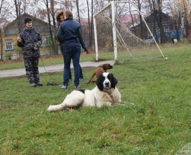 Фото: ньюфаундленд Sent Djons Carevna Lebed (Сент Джонс Царевна Лебедь)