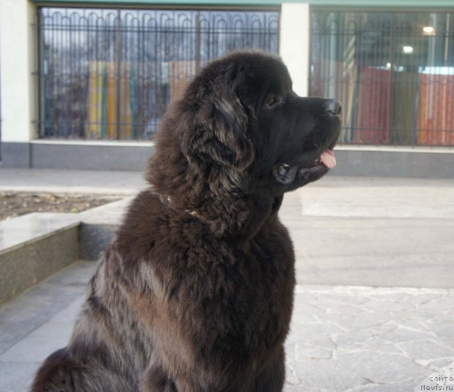 Фото: ньюфаундленд Smigar Gordon Fellow (Смигар Гордон-Феллоу)