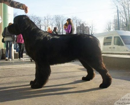 Фото: ньюфаундленд Beguschaya po Volnam Harizma (Бегущая по Волнам Харизма)
