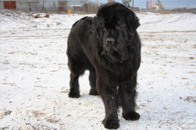 Фотография № 79996