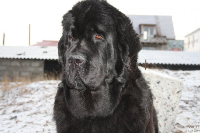 Фото: ньюфаундленд Fortuna of Giant's Island