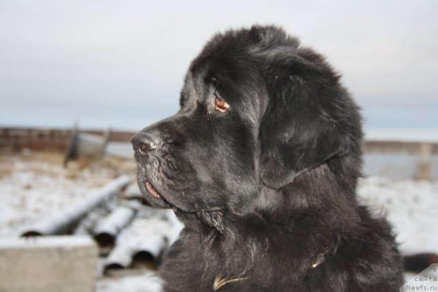 Фотография № 79999