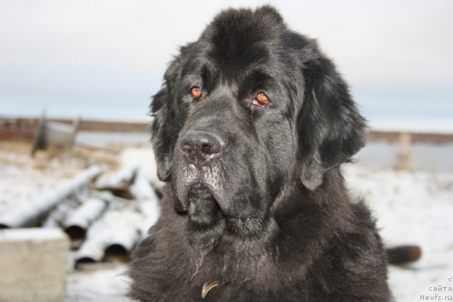 Фотография № 80000