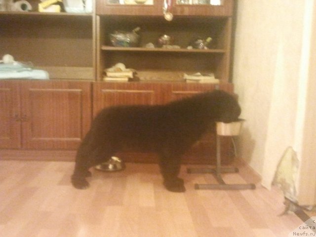 Фото: ньюфаундленд Piternyuf Nota Bene (Питерньюф Нота Бене)