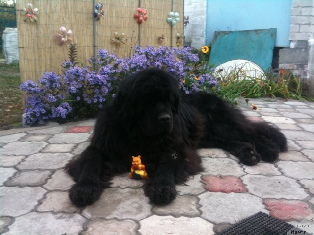 Фото: ньюфаундленд Zolotoy Talisman Kara Deniz (Золотой Талисман Кара Дениз)