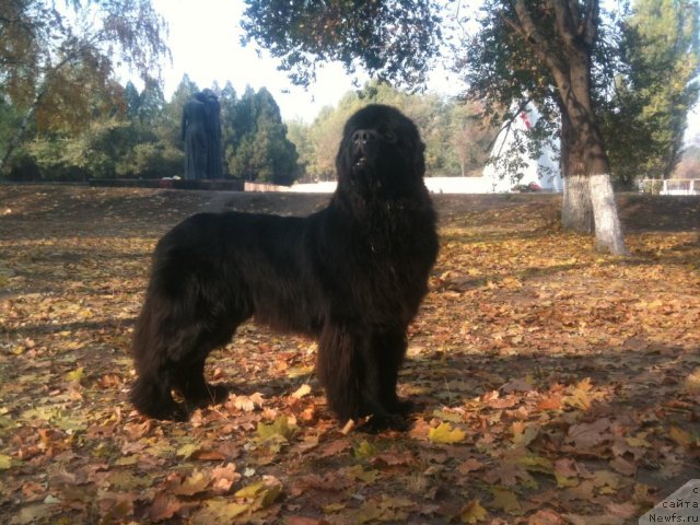 Фото: ньюфаундленд Zolotoy Talisman Kara Deniz (Золотой Талисман Кара Дениз)