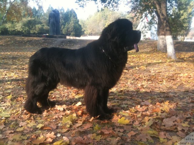 Фото: ньюфаундленд Zolotoy Talisman Kara Deniz (Золотой Талисман Кара Дениз)