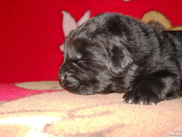 Фото: ньюфаундленд Princ Al'finskiy (Принц Альфинский)