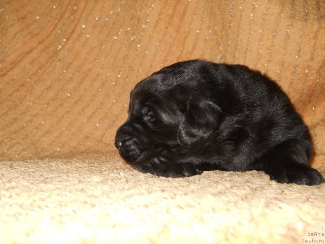 Фото: ньюфаундленд Primadonna Klimskaya (Примадонна Климская)