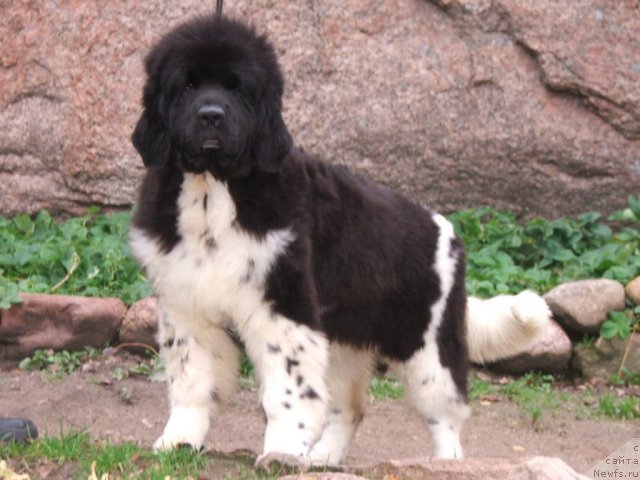 Фотография № 80018