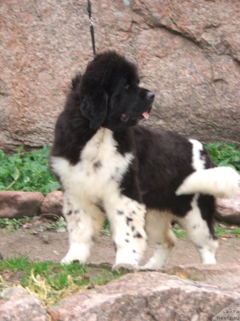Фото: ньюфаундленд Plushevaya Panda Ulybka Ledi Scharm (Плюшевая Панда Улыбка Леди Шарм)