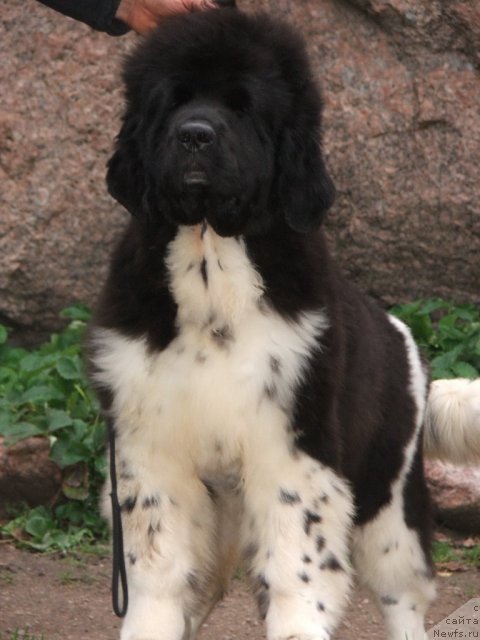 Фото: ньюфаундленд Plushevaya Panda Ulybka Ledi Scharm (Плюшевая Панда Улыбка Леди Шарм)