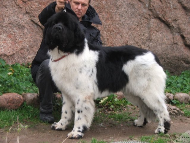 Фото: ньюфаундленд Rosa Mollis Baby Scratch My Back