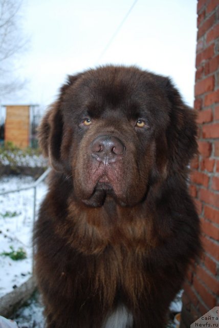 Фото: ньюфаундленд Povelitel' Velikih Ozer (Повелитель Великих Озер)