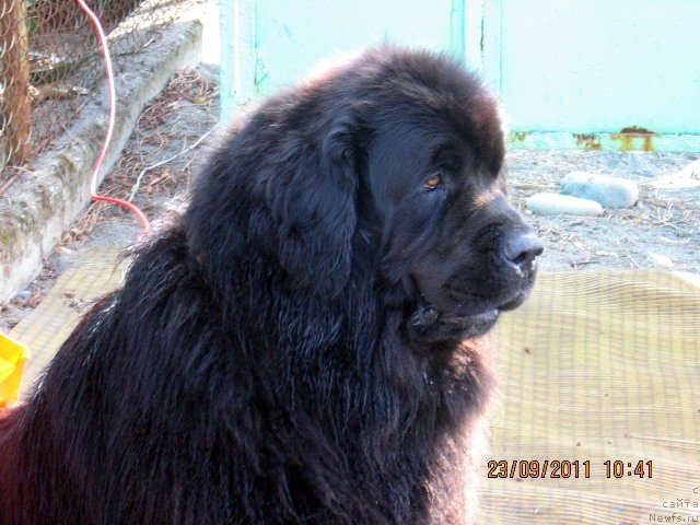 Фото: ньюфаундленд Gay New Space Prestizh (Гай Нью Спейс Престиж)