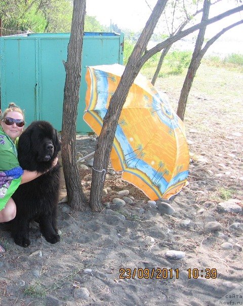 Фото: ньюфаундленд Gay New Space Prestizh (Гай Нью Спейс Престиж)