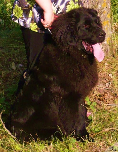 Фото: ньюфаундленд Uil'yam Naslednik Trona (Уильям Наследник Трона)