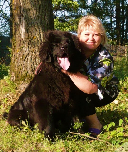 Фото: ньюфаундленд Uil'yam Naslednik Trona (Уильям Наследник Трона)