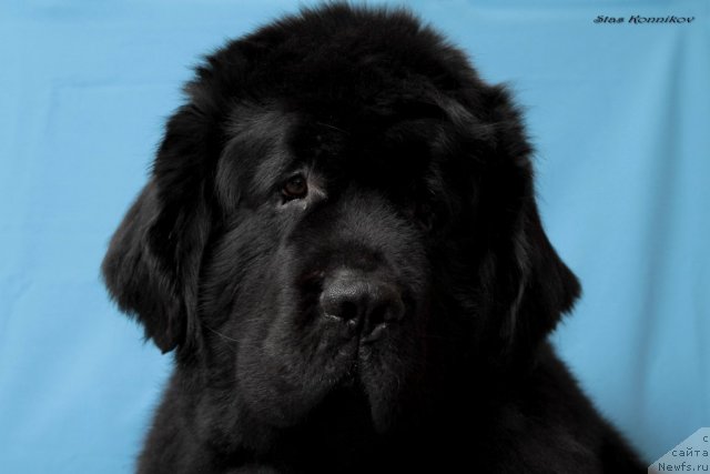Фото: ньюфаундленд Naslednik Prestola ot Sibirskogo Medvedya (Наследник Престола от Сибирского Медведя)