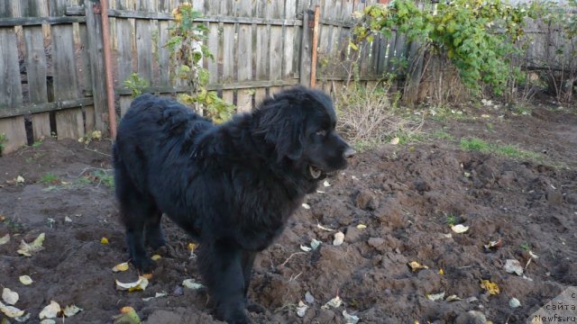 Фото: ньюфаундленд Uil'yam Naslednik Trona (Уильям Наследник Трона)